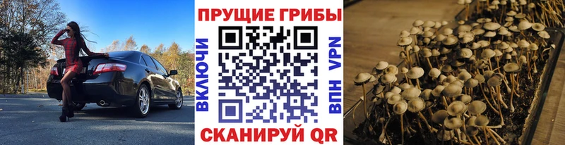 цены наркотик  сайты даркнета Telegram  Псилоцибиновые грибы Psilocybine cubensis  Нижнекамск 